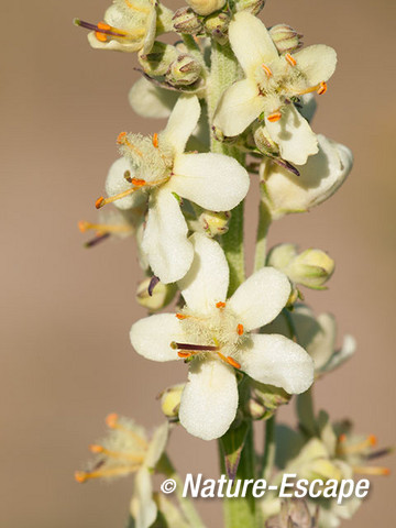 Motttenkruid, detail bloemen, bloei, NPZK3 240712