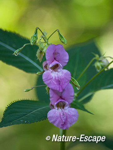 Reuzenbalsemien, bloemen, bloei, Vinkenduin 1 290812