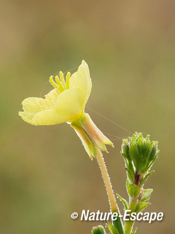 Teunisbloem, detail bloem, NHD Heemskerk 2 080912