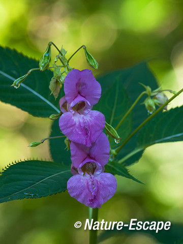 Reuzenbalsemien, bloemen, bloei, Vinkenduin 4 290812