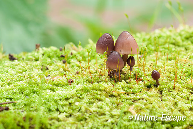 Grote bloedsteelmycena, Groenendaal 3 081012