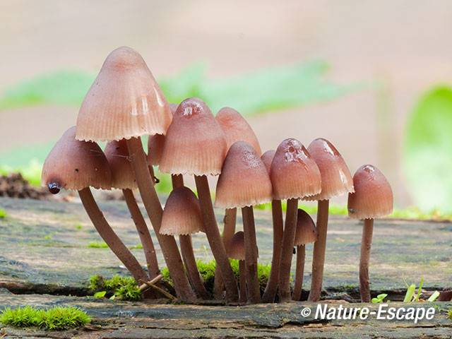 Grote bloedsteelmycena, Groenendaal 1 081012