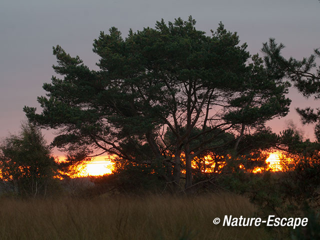 Zonsopkomst, Groote Peel 2 131012