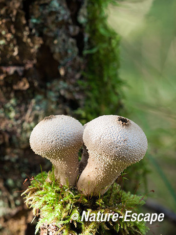 Parelstuifzwam, parelstuifzwammen, op stronkje, AWD1 151012