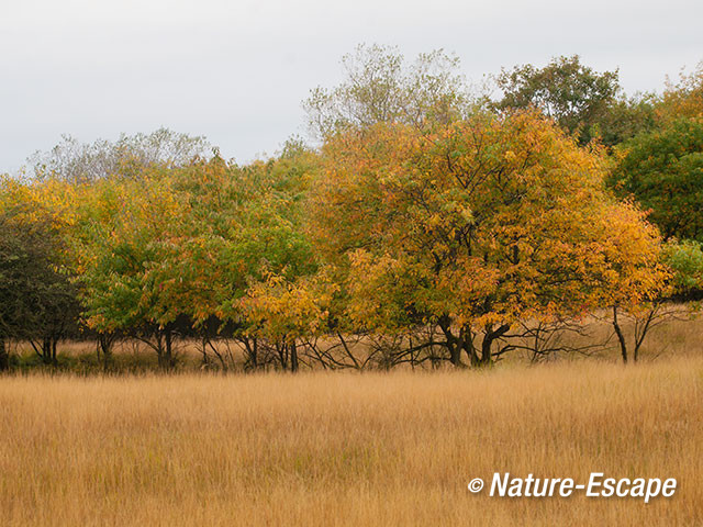 Herfstlandschap, herfst, in de Amsterdamse Waterleiding Duinen 2 201012