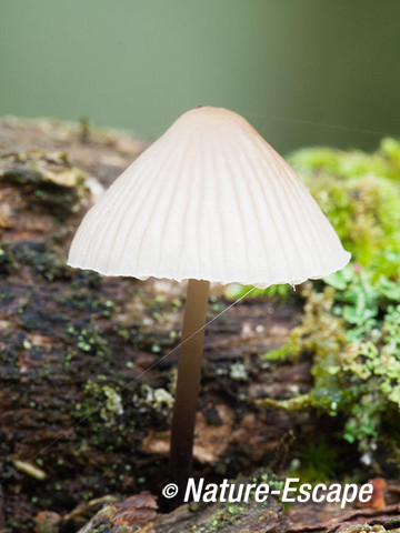 Mycena, AWD2 201012