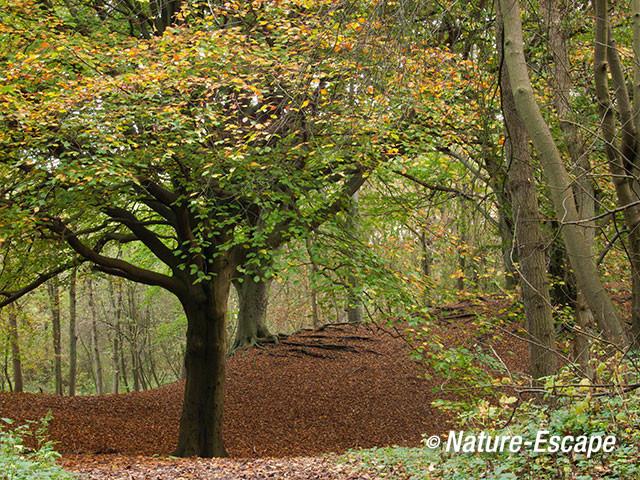 Beuken, in duinbos, NHD Castricum 3 261012