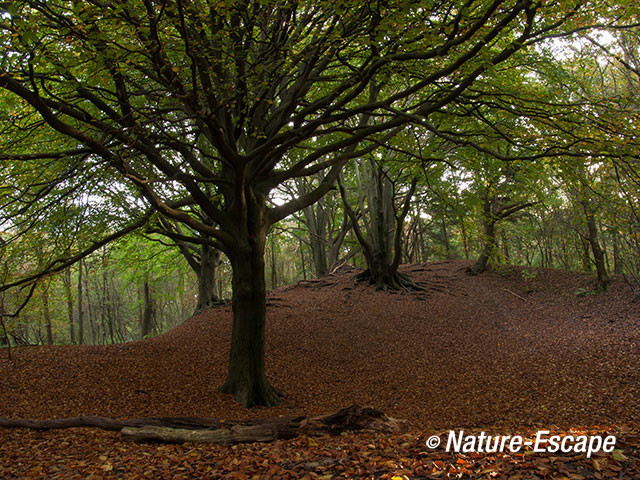 Beuken, in duinbos, NHD Castricum 1 261012