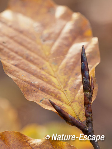 Beuk, knoppen en herfstblad, NHD Bakkum1 121112