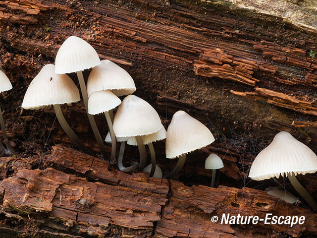 Mycena, paddenstoelen op dood hout, AWD9 201012