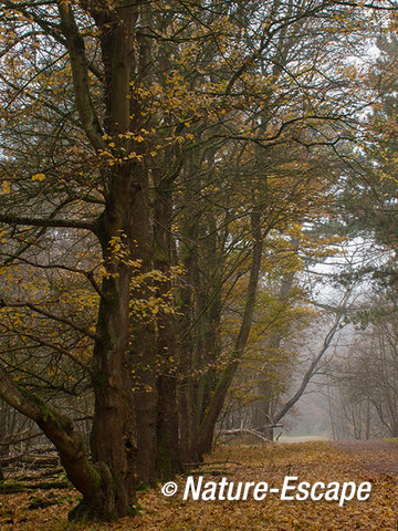 Veldesdoorn, veldesdoorns, langs bospad, AWD1 171112