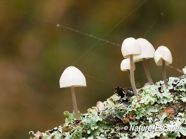 Mycena spec, met de alles verbindende factor, AWD1 201012