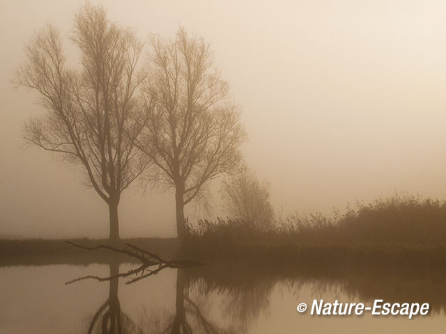 Bomen, in de mist, Krommeniedijk 2 241112