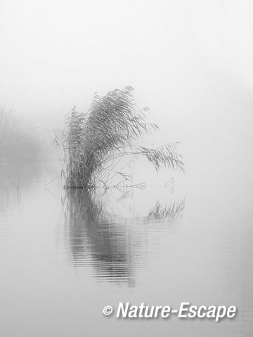 Riet, in de mist, Krommeniedijk 3, zwartwit,  241112