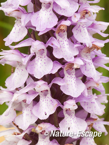 Vleeskleurige orchis, bloemen, bloei, Zww1 220611