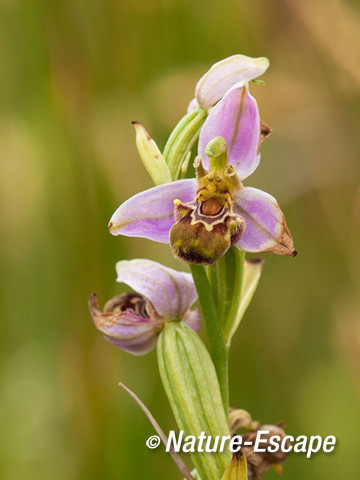 Bijenorchis, bloem, bloei, Zww5 220611