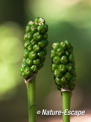 Italiaanse aronskelk, onrijpe vruchten, Elswout 260712