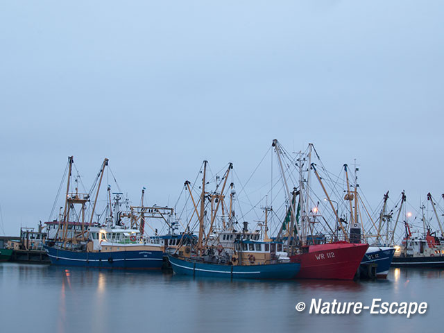 Vissersboten, na zonsondergang,  haven van Lauwersoog 1v5 050113