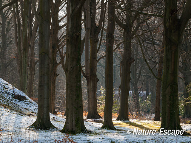 Beuk, beukenstammen in het bos, Elswout 2  110213