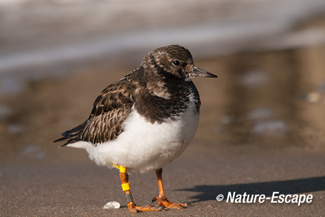 Steenloper, Strand bij De Kerf Schoorl 2 210213