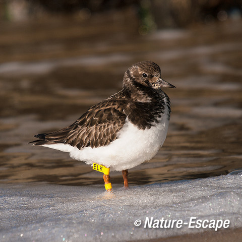 Steenloper, Strand bij De Kerf Schoorl 1 210213