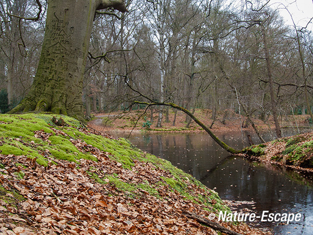 Doorkijkje, met gekerfde beuk, buitenplaats Hilverbeek, Natuurmonumenten 2 230213