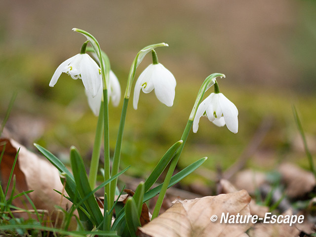 Sneeuwklokje, gevuldbloemig, bloemen, Elswout 1 020313