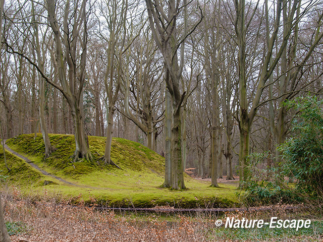 Beuken, in bemost landschap, Elswout 2 020313