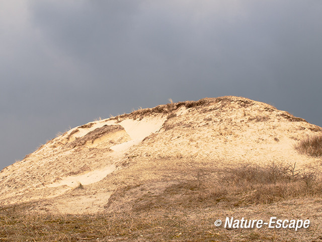 Stuifduin, NHD Bergen aan Zee 1 300313