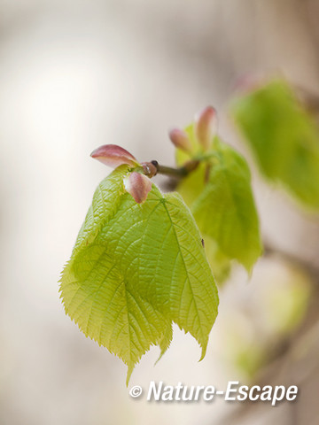 Linde, jong blad, Elswout 1 290413