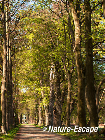 Beukenlaan, buitenplaats Gooilust, Natuurmonumenten 1 010513