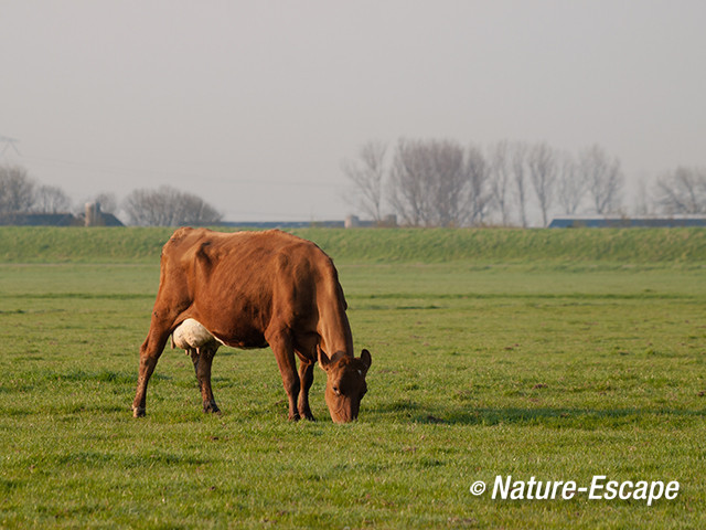 Koe, roodbont, grazend, polder Assendelft 1 030513