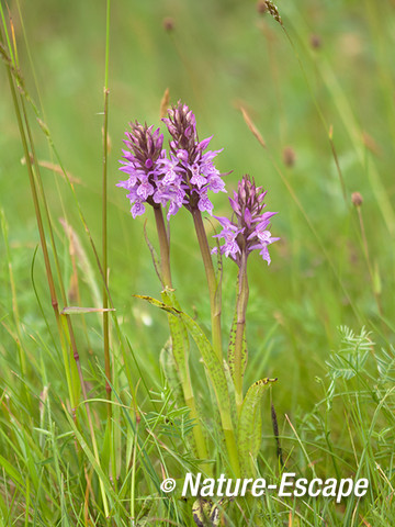 Rietorchis, bloemen, bloei, Zww2 220613