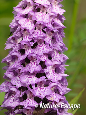 Rietorchis, bloemen, bloei, Zww1 220613