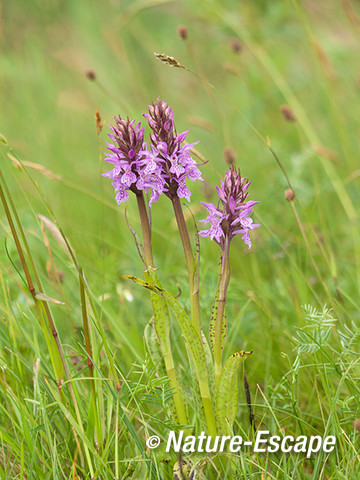 Rietorchis, bloemen, bloei, Zww6 220613