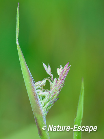 Gras, ontluikende openende  bloeiaar, aar, NPZK1 060713