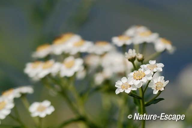 Wilde bertram, bloemen, bloei, Reeuwijkse Plassen 1 130713