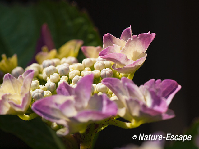 Hortensia, openende bloemen, bloei, tB1 160713