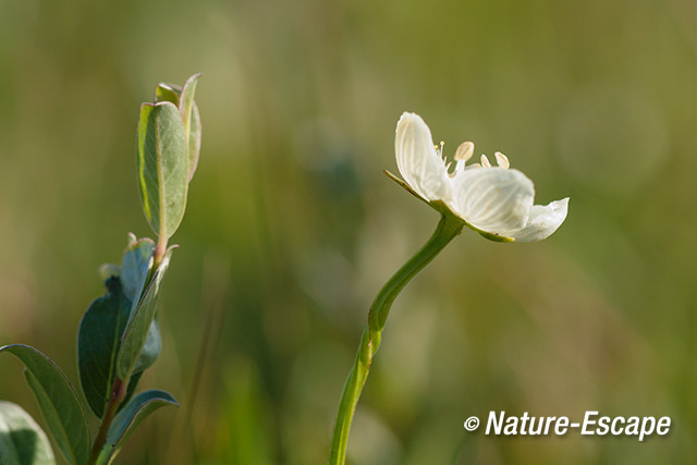 Parnassia, bloem, en kruipwilg, NHD WaZ1 080813