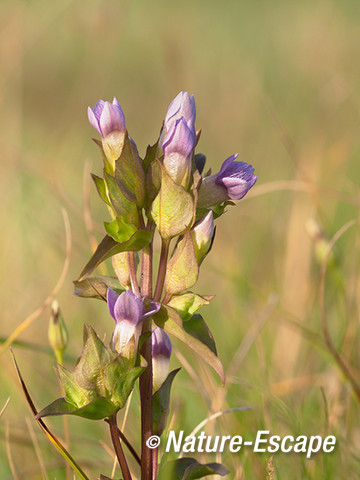 Veldgentiaan, bloemen, bloei, NHD Egmond 1 100813