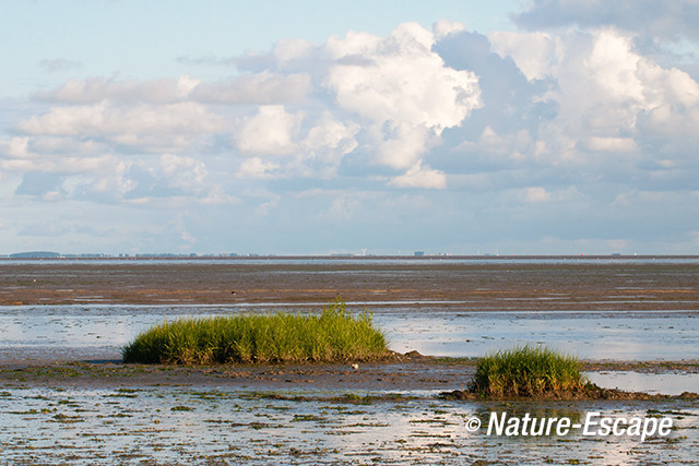 Het Wad, Waddenzee, laag tij, bij Den Oever 1 140813