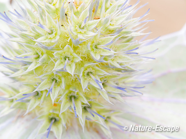 Blauwe zeedistel, detail bloemen, De Kerf, Schoorl  1 240813