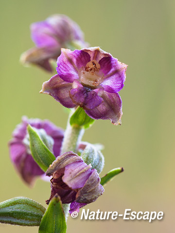 Brede wespenorchis bloemen, bloei, Sbb Schoorl 1 240813