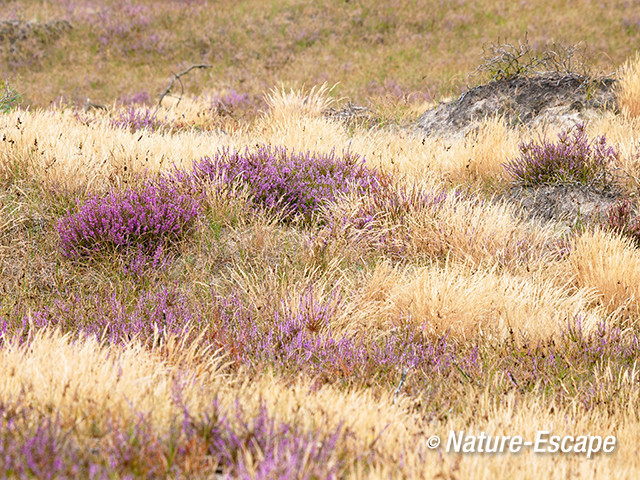 Struikheide, heide, bloemen, bloei, tussen gras, SBB Schoorl 1 240813