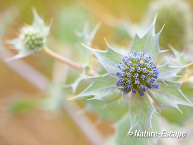 Blauwe zeedistel,  bloemknoppen, De Kerf, Schoorl  4 240813