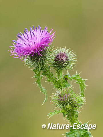 Veeldoornige distel, detail bloem, Oostvaardersplassen2 210913