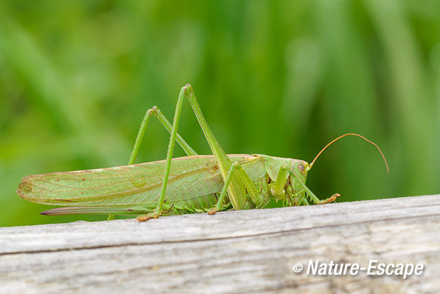 Grote groene sabelsprinkhaan, Oostevaardersplassen 1 210913