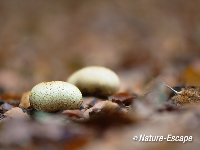 Aardappelbovist, landgoed Hilverbeek, Natuurmonumenten 1 051013