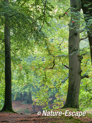 Doorkijkje, herfst, landgoed, Hilverbeek, Natuurmonumenten 1 051013