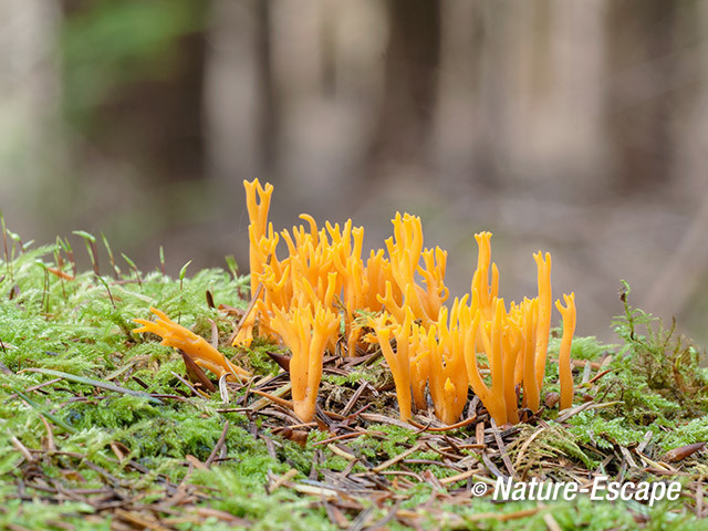 Gele koraalzwam, gele koraalzwammetjes, Speulderbos 1 191013